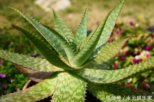 花卉|几种“观赏”花,不用浇水叶子也能胖嘟嘟,真适合懒人养!