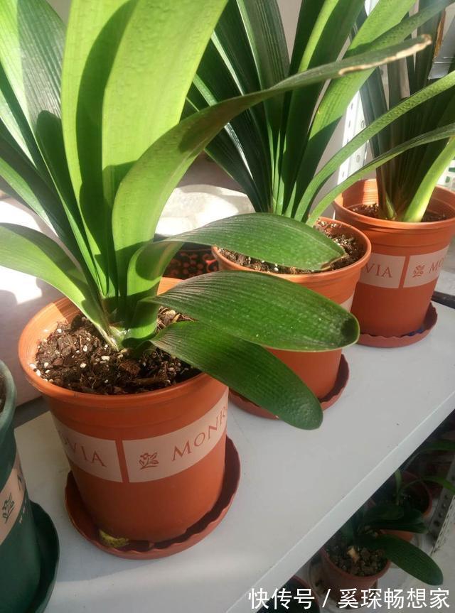 养君子兰“趁现在”,多做2件事,长成“大白菜”,一盆冒5个花箭