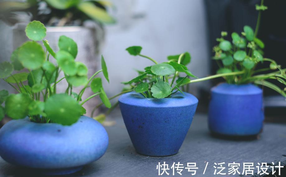 喜水花非它莫属，家中养一盆，健康又环保，简直赚到了