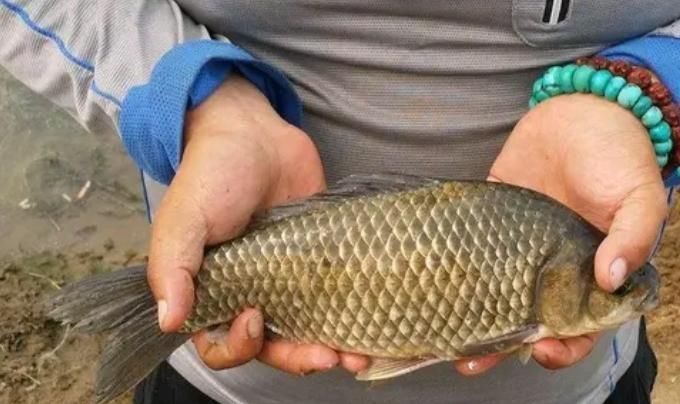 五分钟告别“空军”,春钓大板鲫就数这钓法才最狠,十人用九人爽