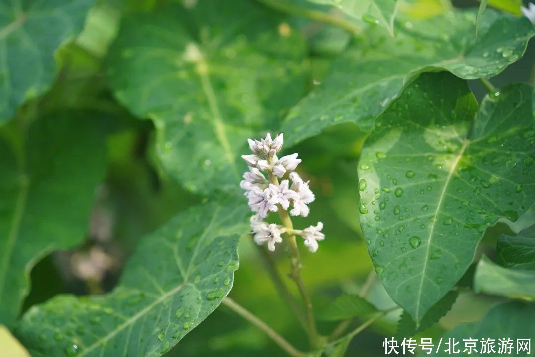 预约|翠隐鸣蝉，牵牛绕篱，来百望山采撷浅秋山光吧~