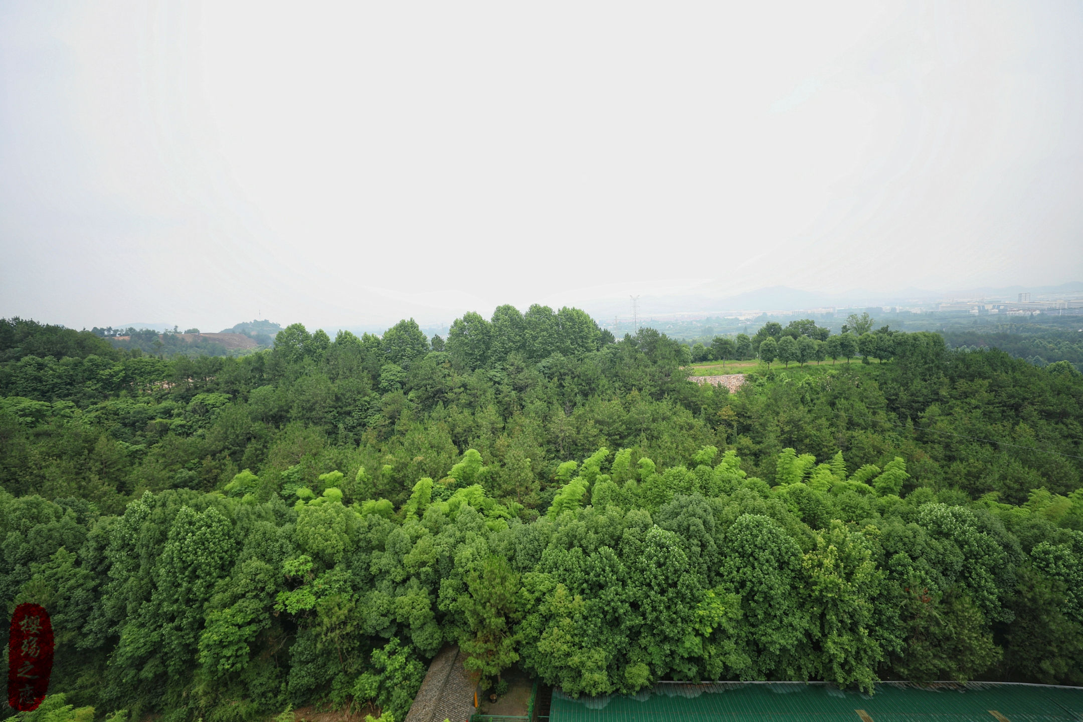 长颈鹿|畅游中南百草原，快乐一夏