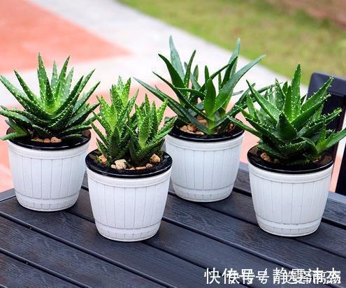 养芦荟记住此2点，叶片肉厚发光，嫩芽多的挤裂花盆