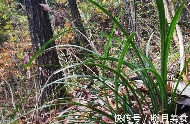 剪掉叶片的兰花,还能成活再生吗?兰友:合理操作,兰株更漂亮