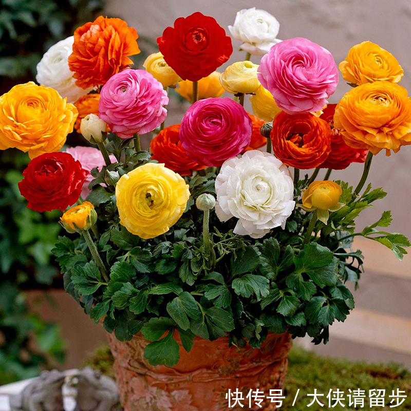 “人养花三年，花养人一生！”家居盆花100种，总有几款你喜欢