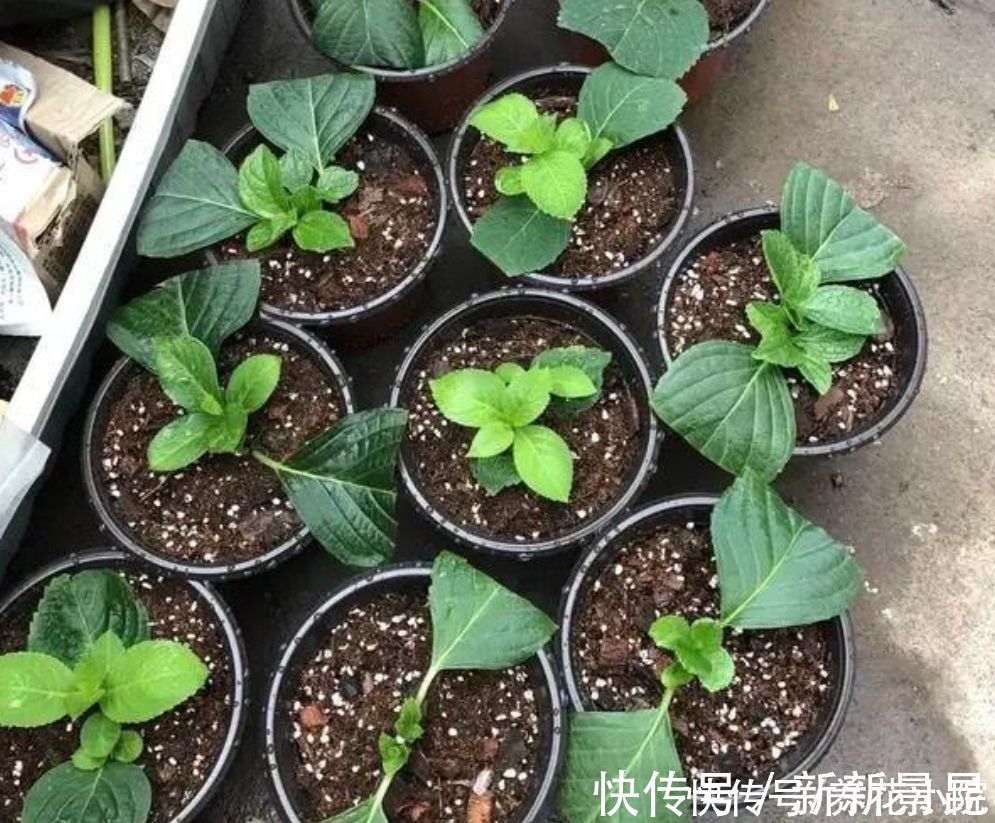 种花|5种花，夏天不影响扦插，生根快、易成活，现在就应多繁殖