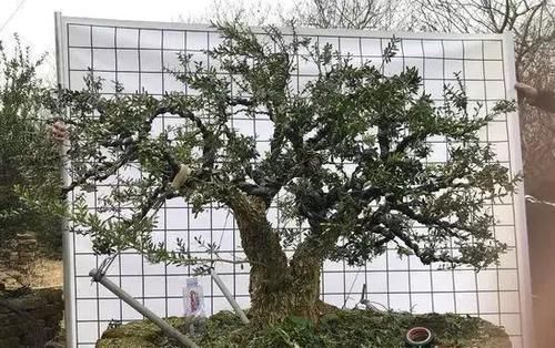 植物|这5种绿植,养成盆景观赏价值高,注意这些技巧很快成老桩