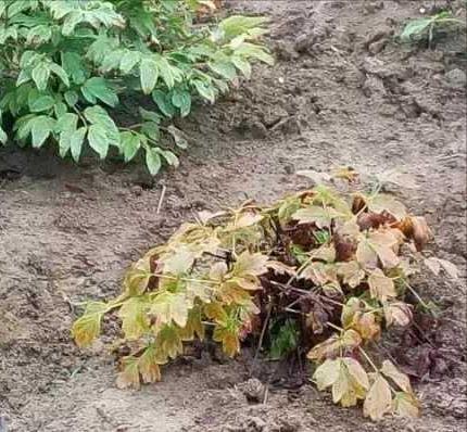 施肥|4种“富贵花”，7月要“穷养”，天气凉了就猛长