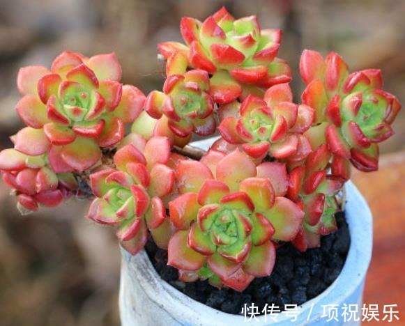 想要多肉快速长成老桩,教你一个小技巧,茎秆粗壮,新手也会养