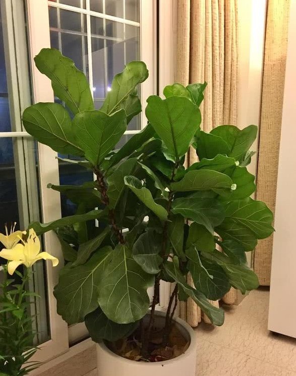 “客厅见叶,家大业大”,8种盆栽任选一种,高雅“贵气”寓意好