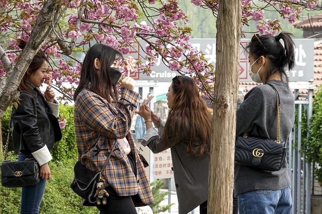 艳压群芳|诗词:佳丽丰姿攀树立，阿哥怢说是谁娇