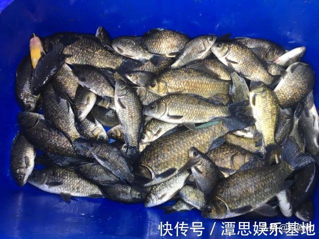 停口|都说大降温不适合钓鱼,有人却在偷偷“发财”,实战才是王道