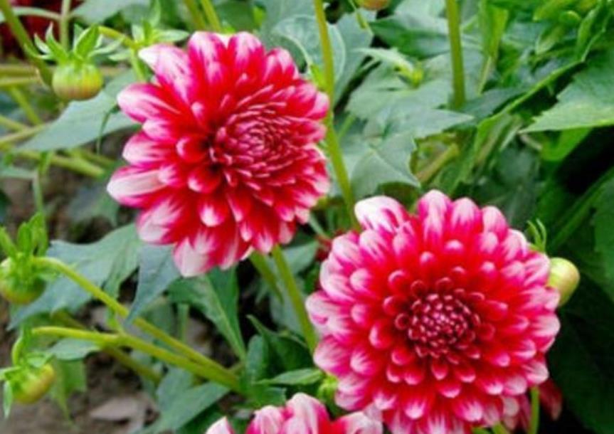 最适合新手养的4种花,沾土就能活,开花量大,花开枝繁叶茂