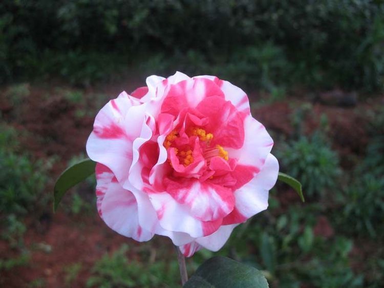 最值得入手的月季，似玫瑰又像牡丹，一年多季开花，是盆栽佳品