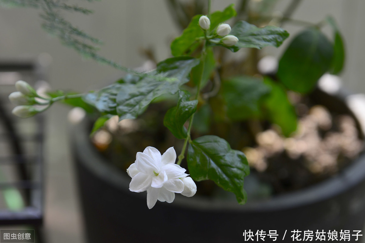 修剪|茉莉花、栀子花开了一茬又一茬,原因这么简单,一步就能做到
