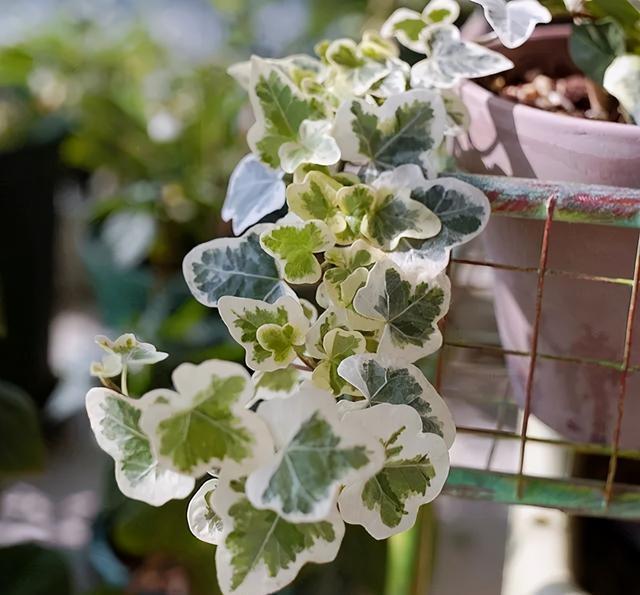 不喜欢也要养的4种花,放在家中净化空气,吸附灰尘