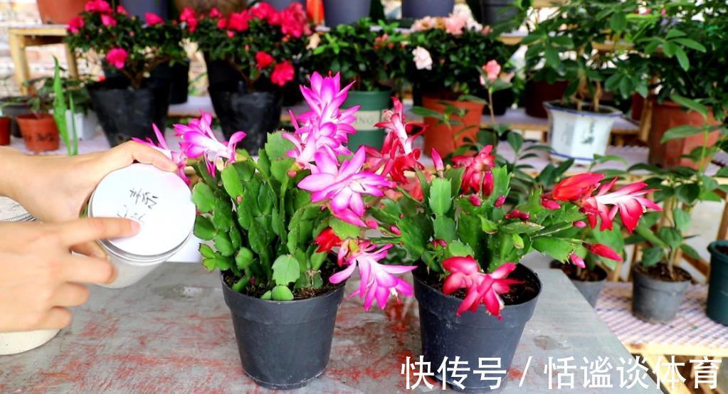 烂根|秋冬蟹爪兰叶片软软的,教你一个小技巧,叶片硬朗花开爆盆