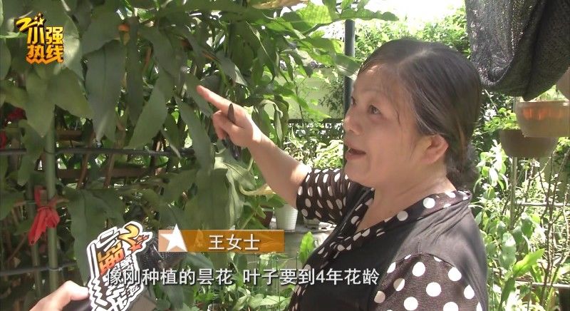 昙花|罕见！养了28年，浙江一女子家?中一夜开了上百朵昙花