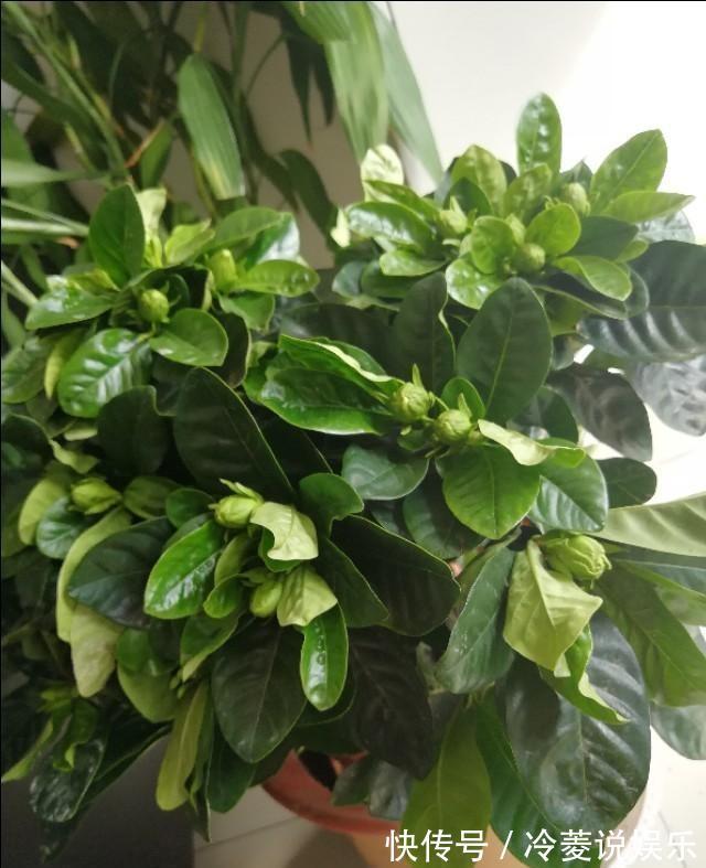 根系|新买的栀子花，黄叶掉花苞，猫腻全在花盆里，看一眼就明白