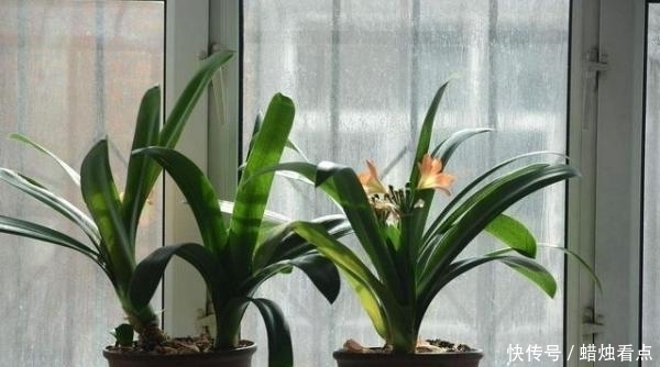 废油|家养君子兰长势差?给它来一勺油,黄叶烂根通通不见了!