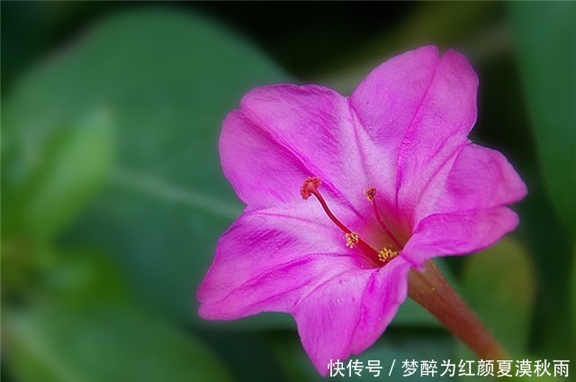 院子养花,不如养些“花中精品”紫茉莉,花型多样,繁花似锦