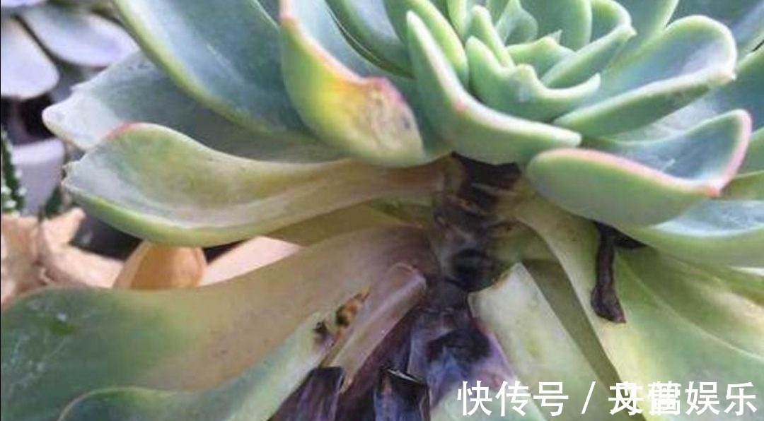 6种花怕水涝,勤快人养不好,浇水多了就烂根