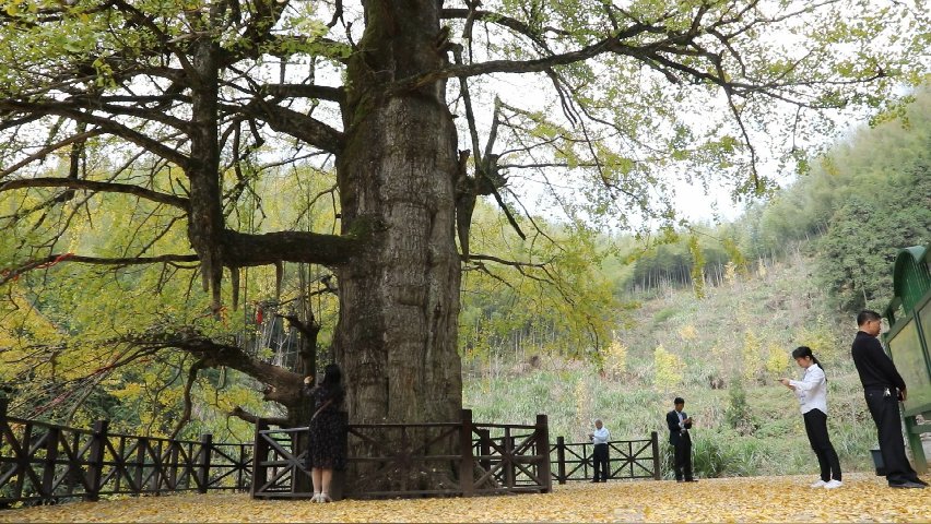 冬日|“千年银杏王”冬日身披“黄金甲”