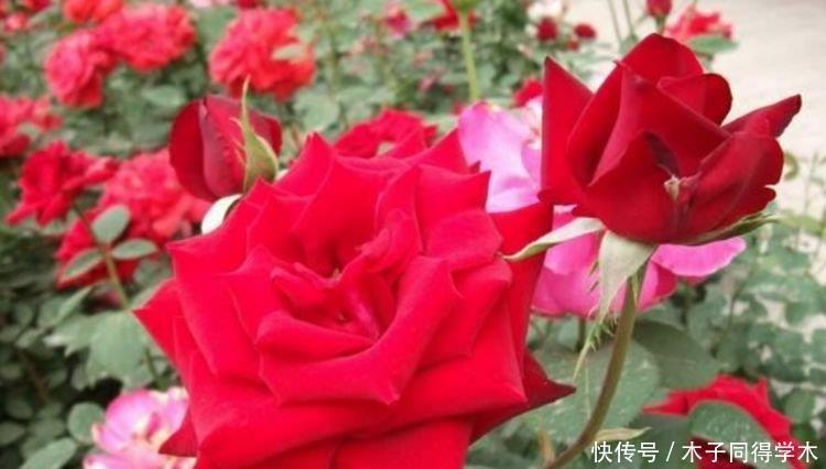 最香的4种花，家养一盆，满屋飘香，花开爆盆美如花