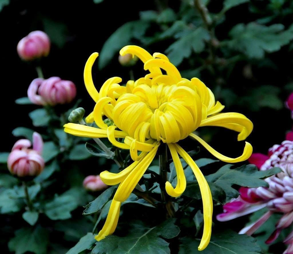 肝损伤|菊花和它一起泡,净五脏, 排毒素,视力越来越好,肝更健康