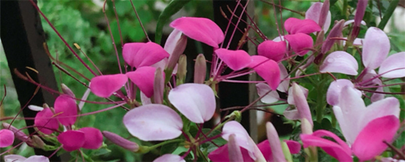 此花花语为神秘,就像一场短暂而绚烂的爱情,给你虚幻无常