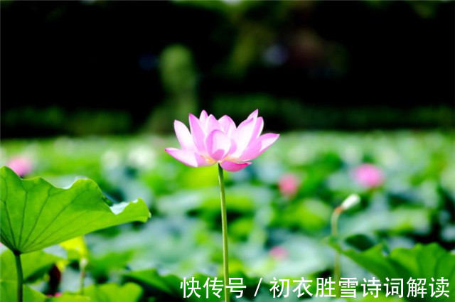 中國文化#賞讀李漁荷花兩篇:冷然一陣荷香過,是花是葉,分他不破