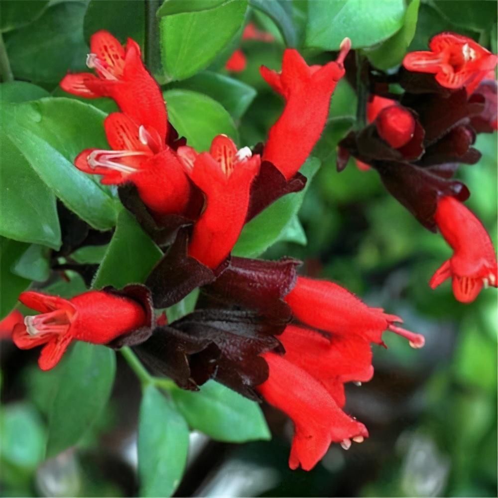 金鱼吊兰|喜欢吊兰的朋友有福了,这7种吊兰人见人爱,种在家里特别适合