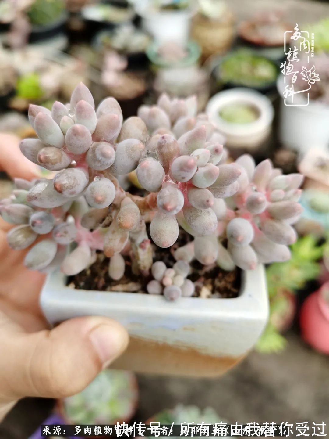 人如多肉，经阳光雨露历练后，亦会越挫越勇！