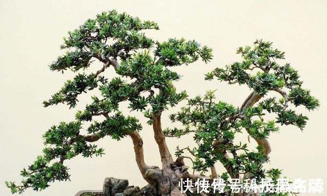 盆景|都说这种树很贵!其实剪根“枝条”,埋土里就能长,不用花钱买!