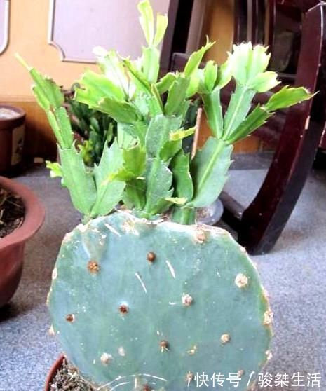 蟹爪兰|不会嫁接蟹爪兰？此3种，有文有图，2分钟学会！