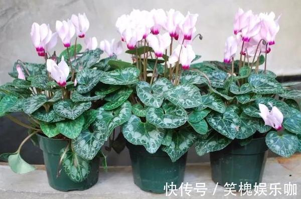 花卉|此种植物是多年生长的球根花，又叫兔耳花，花开2、3朵成簇