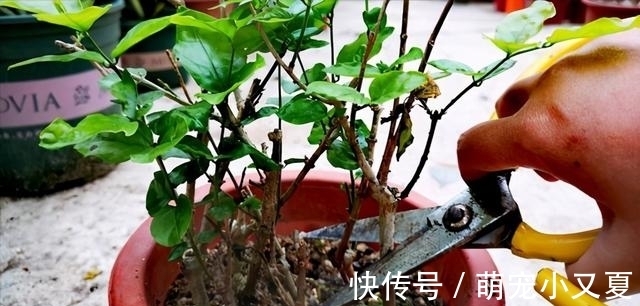 花市|花市上的茉莉“满头花苞”,花香浓,原来是“这样”养出来的