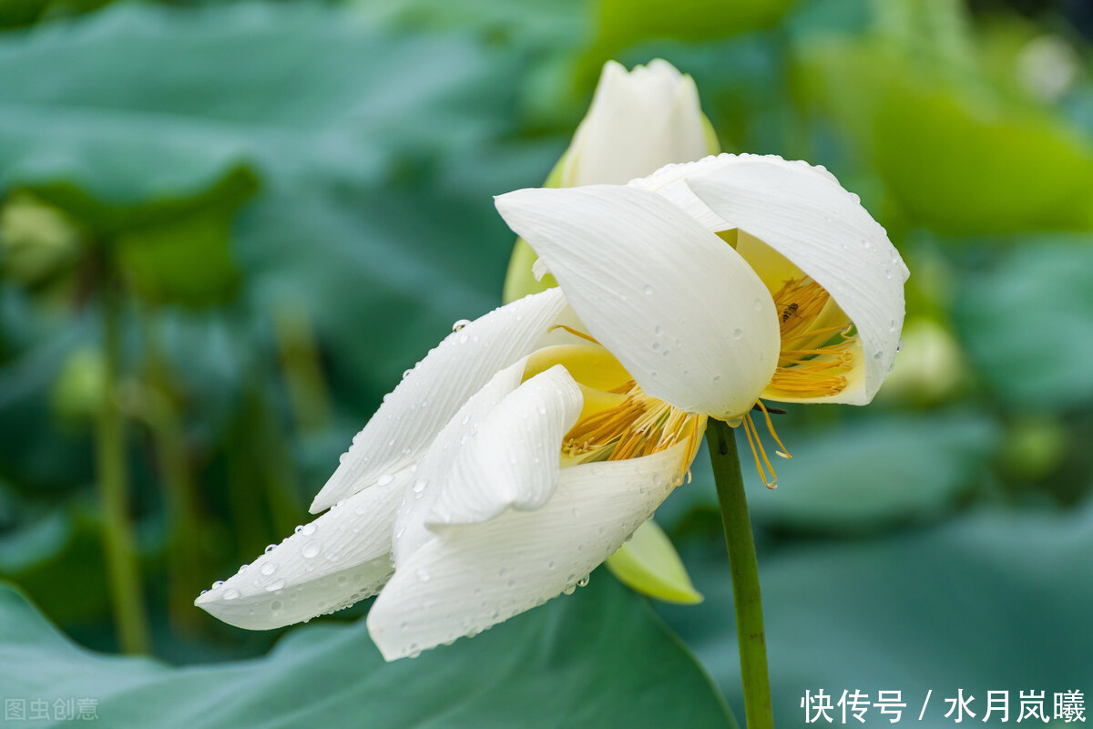 如梦成|繁华匆匆,如梦成殇,谁的风华绝代,倾国亦倾城