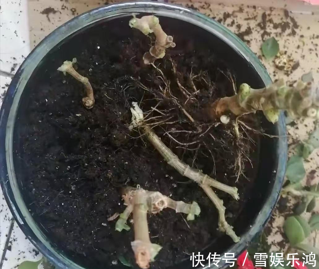 4种“吉利花”,被水浇死了不要扔,简单处理又能长满盆