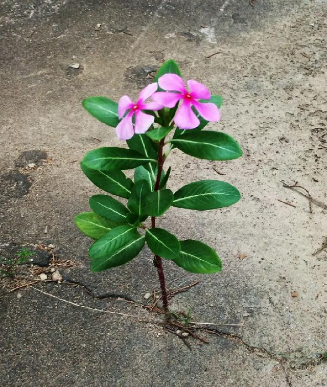 朱顶红|真正的花坚强，墙缝、地缝都能长，开花特别旺！
