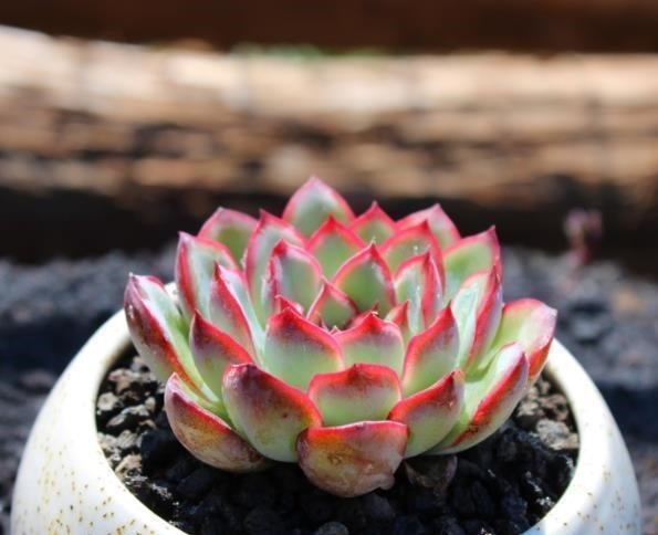 新手|3种花盆遇到带回家,养护多肉事半功倍,新手也能养出好状态