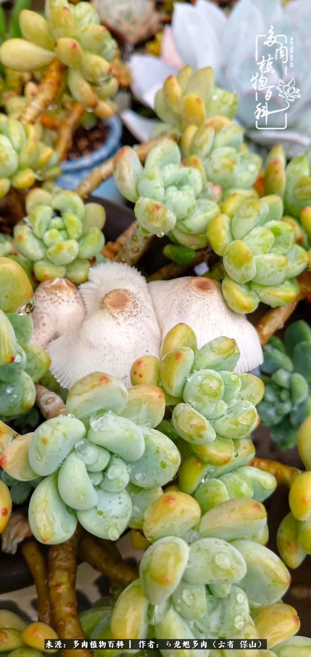 叶片|美了，美了！当秋天的风吹向你我的多肉！