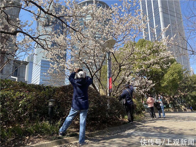 花开春意浓！黄浦美景等你来赏