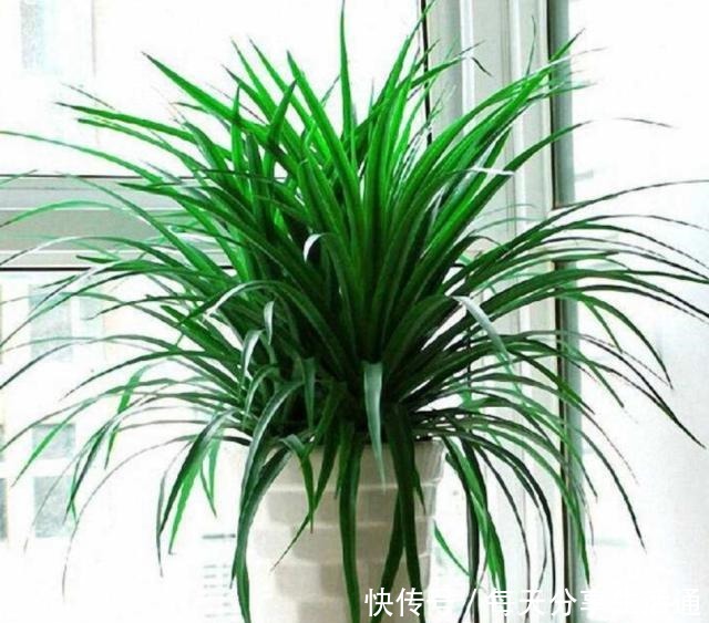 冬天在室内养1种“绿树”，既美观又大方，改善空气质量！