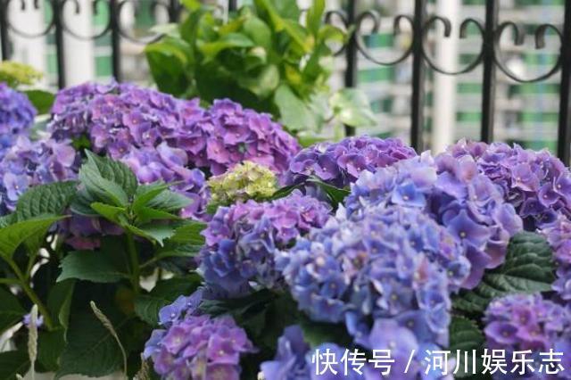 成活率|到了秋天只能扦插这4种花,剪根枝条能生根,来年开花香满屋