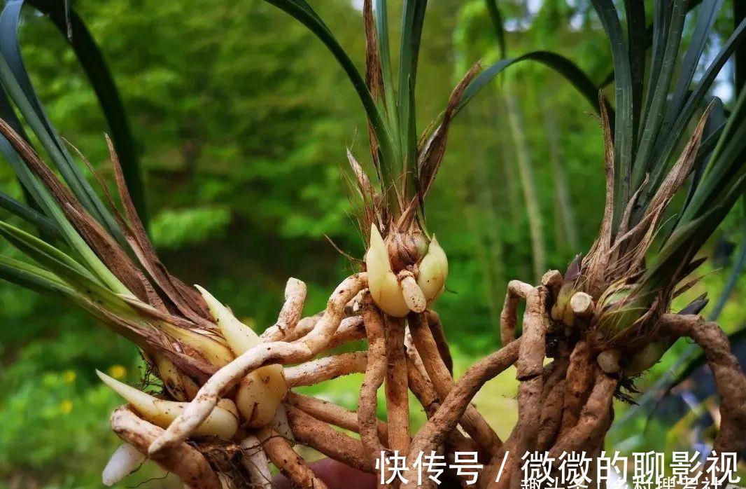 兰花茎腐病有特效药吗？兰友说：无非这3种，有效而且使用简单