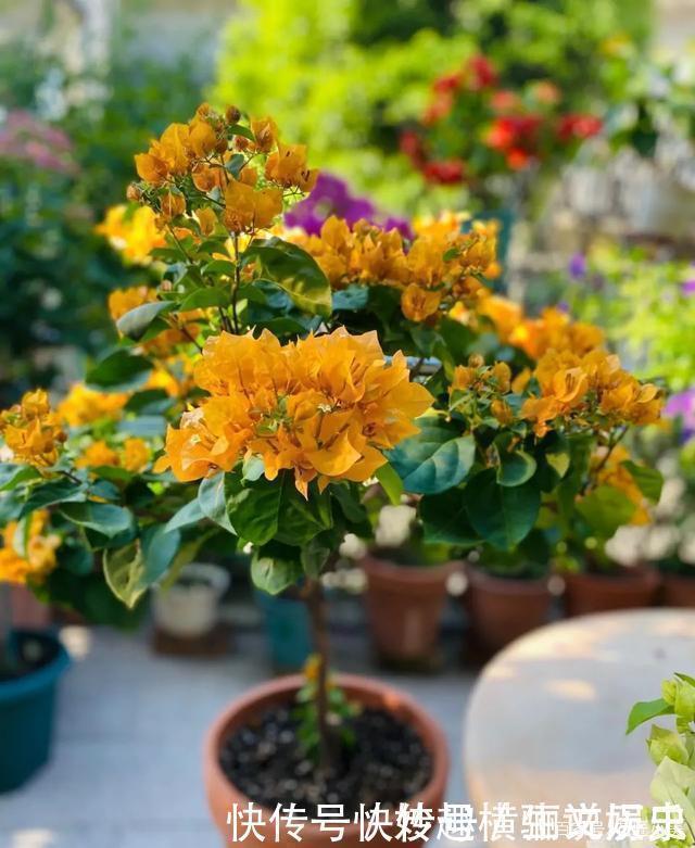 45种三角梅品种,红、橙、黄、绿、白、紫,每一种都很好看!