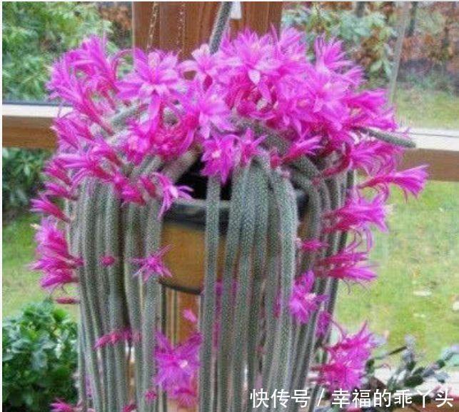 清新迷人的几种花卉,花香易打理,开花艳丽惹人爱,沾土就活