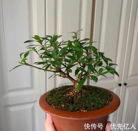 浇水|家养栀子花，每个月用两次绿色粉末，香飘满屋，花开六月底