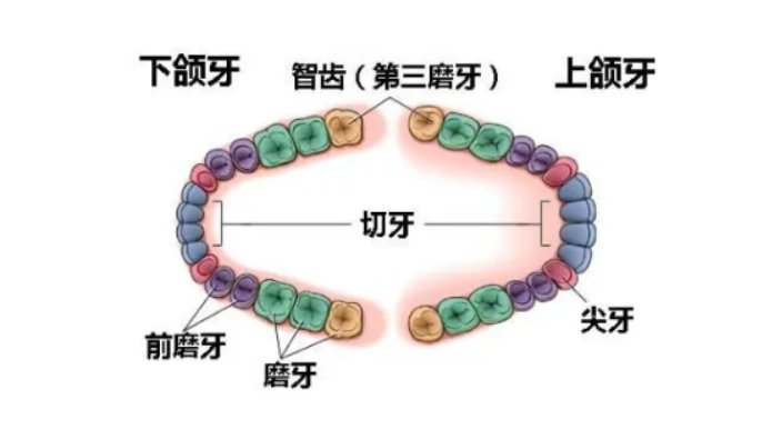 智齿|【科普健康】智齿一定要拔吗？出现这种情况，请及时拔掉智齿